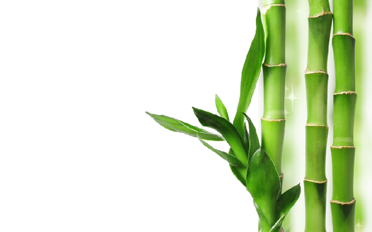 Lucky Bamboo FAQS - Plant Club | Geoponics