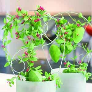 Ant Plant (Dischidia pectenoides) - Plant Club | Geoponics