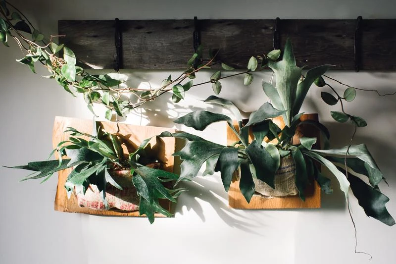 Staghorn Fern - Plant Club | Geoponics
