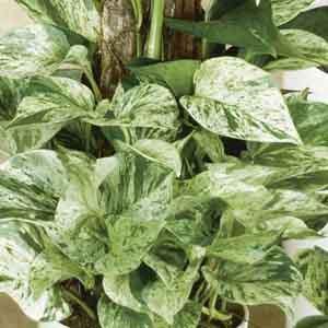 Pothos 'Marble Queen' (Epipremnum aureum) - Plant Club | Geoponics