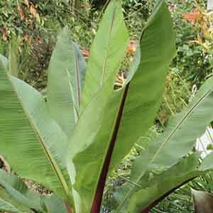 Ensete, Abyssinian Banana (Ensete ventricosum) - Plant Club | Geoponics