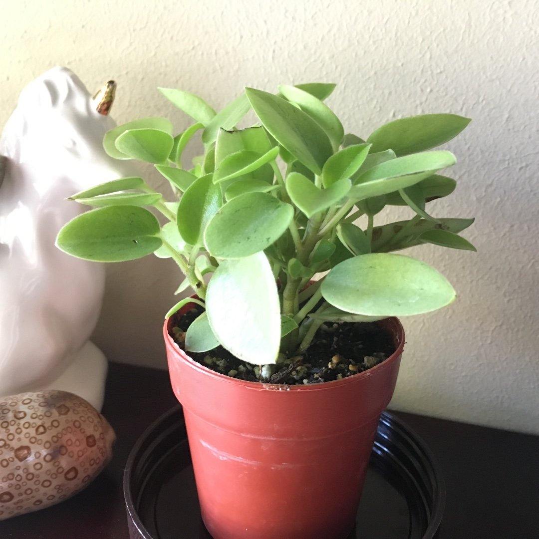 PEPEROMIA ORBA 'PIXIE LIME' - Plant Club | Geoponics
