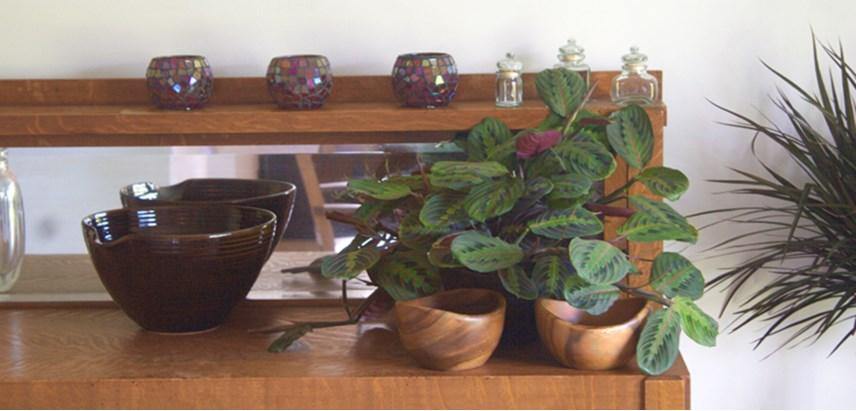 Prayer Plant (Green Leaf) - Plant Club | Geoponics