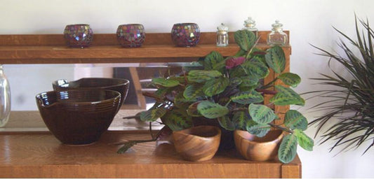 Prayer Plant (Green Leaf) - Plant Club | Geoponics