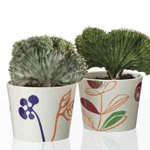 Coral Cactus (Euphorbia lactea cristata) - Plant Club | Geoponics