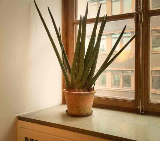 Sansevieria Cylindrica - Plant Club | Geoponics