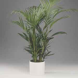 Areca Palm, Golden Feather Palm Indoors (Chrysalidocarpus lutescens) - Plant Club | Geoponics