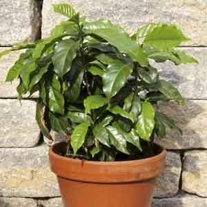 Arabian Coffee Tree Indoors (Coffea arabica) - Plant Club | Geoponics