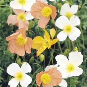 Alpine Poppy (Papaver alpinum) - Plant Club | Geoponics