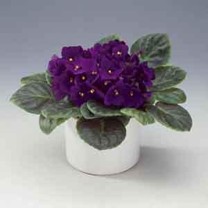 African Violet (Saintpaulia ionantha)