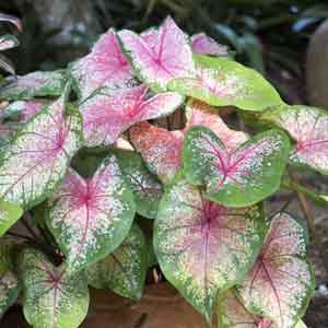 Caladium (Caladium bicolor) - Plant Club | Geoponics