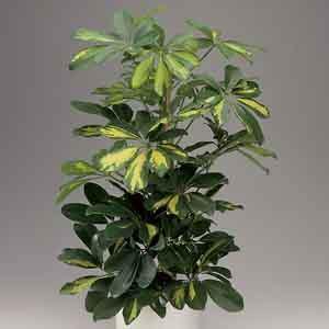 Umbrella Tree | Gold Capella Twist & Schefflera Arboricola & UK