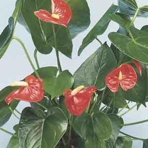 Anthurium, Flamingo Flower (Anthurium species) - Plant Club | Geoponics