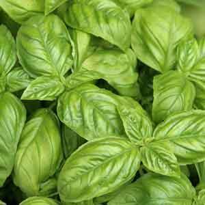 Basil 'Italian Large-Leaf' (Ocimum basilicum) - Plant Club | Geoponics