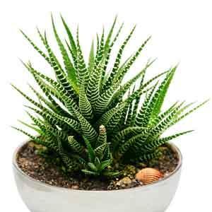 Haworthia (Haworthia species) - Plant Club | Geoponics