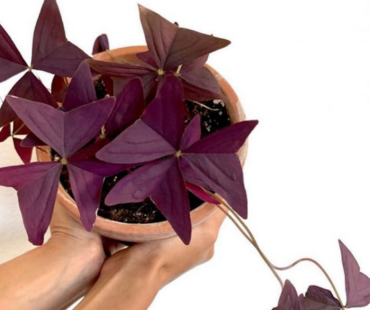 Plant Care Considerations: to pot or not to pot? - Plant Club | Geoponics