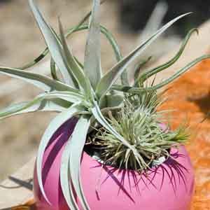 Air Plant (Tillandsia species) - Plant Club | Geoponics