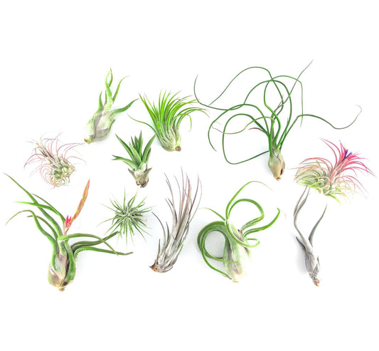 Air Plants Care Instructions - Plant Club | Geoponics
