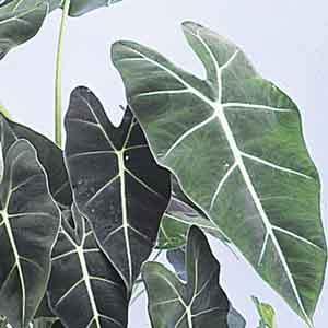 Alocasia, Elephant's Ear (Alocasia species) - Plant Club | Geoponics