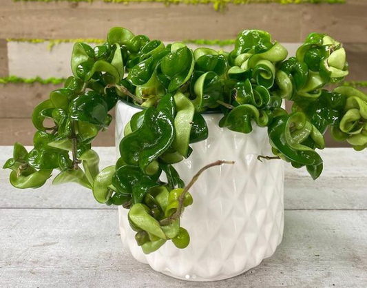 Key Plant Terms Glossary - Plant Club | Geoponics