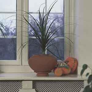 Pony Tail Palm (Beaucarnea recurvata) - Plant Club | Geoponics