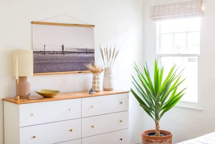 Yucca Cane - Plant Club | Geoponics