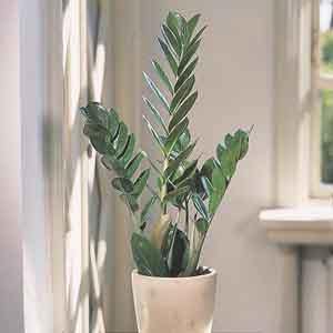 ZZ Plant, Aroid Palm, Zanzibar Gem (Zamioculcas zamiifolia) - Plant Club | Geoponics