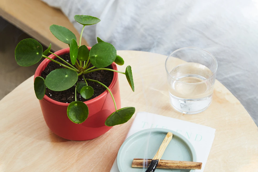 Pilea Peperomioides - Plant Club | Geoponics
