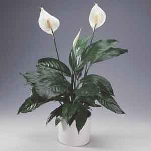 Peace Lily (Spathiphyllum hybrid) - Plant Club | Geoponics