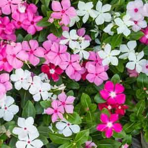Vinca (Catharanthus roseus) - Plant Club | Geoponics