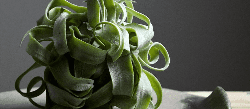 Tillandsia Streptophylla - Plant Club | Geoponics