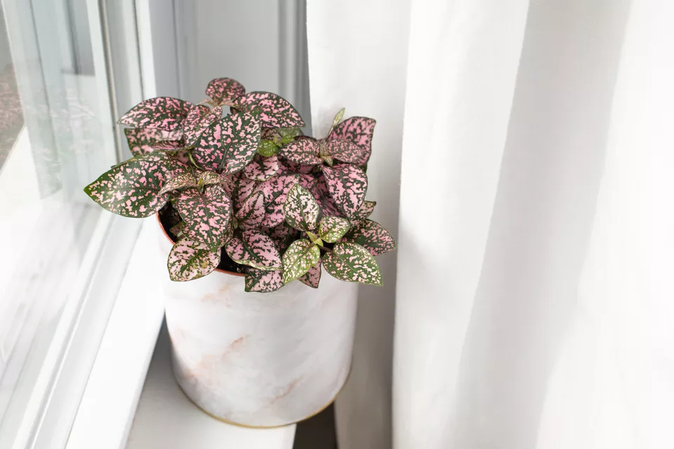 Polka Dot Plant - Plant Club | Geoponics