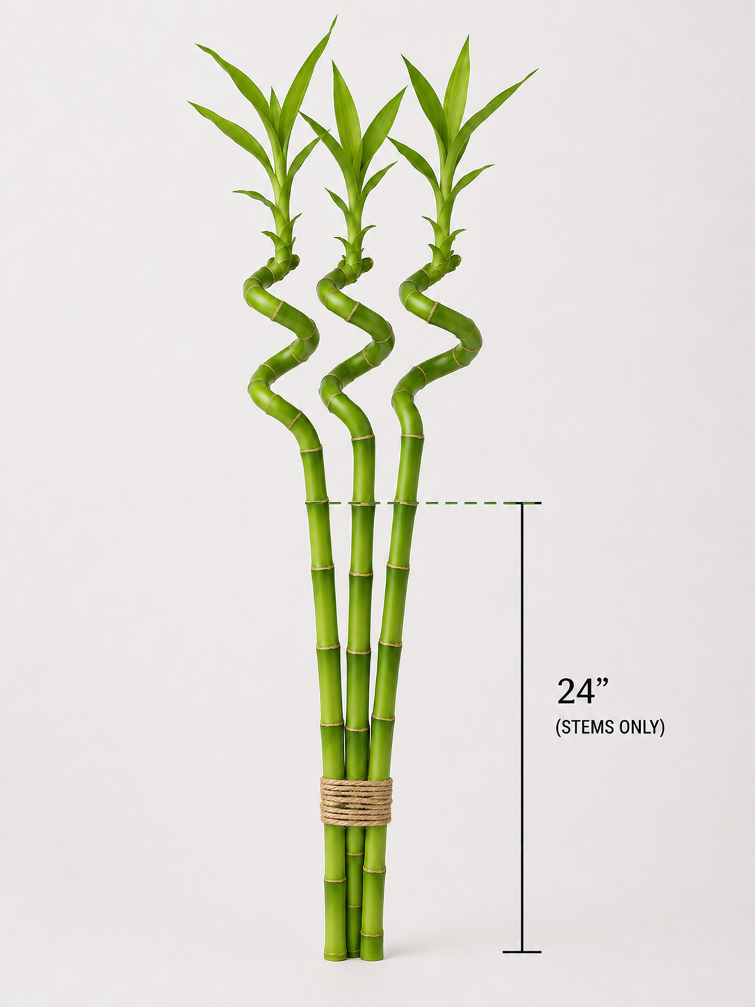 Feng Shui Spiral Lucky Bamboo Plants Bundle Of Three in 8", 12", 18" & 24" Sizes | Indoor Bamboo Décor