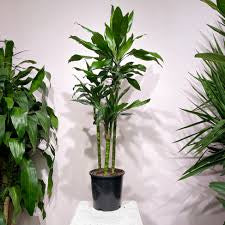 Dracaena corn all green
