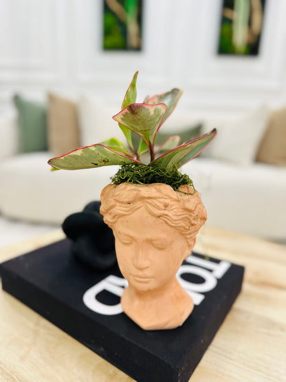 Roman Lady Head Planter with Live Plant | Decorative Face Pot Indoor Succulent Planter