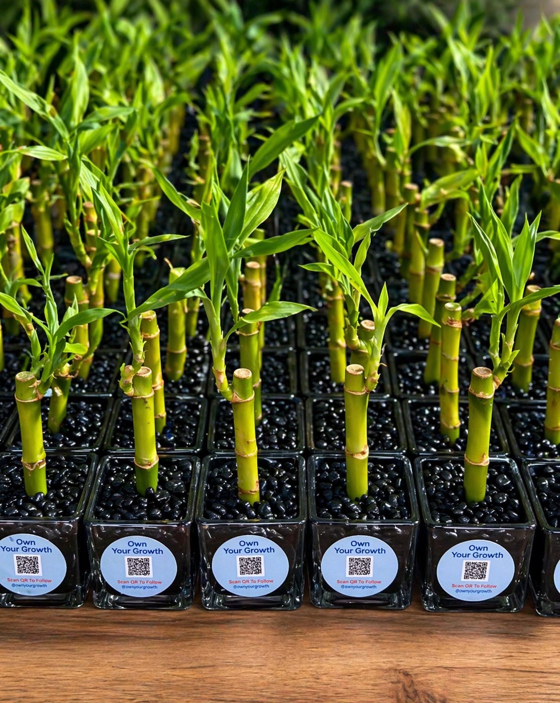 Customized Lucky Bamboo Corporate Gift | 2”x2” Square Glass Vase | Eco-Friendly Event Favor