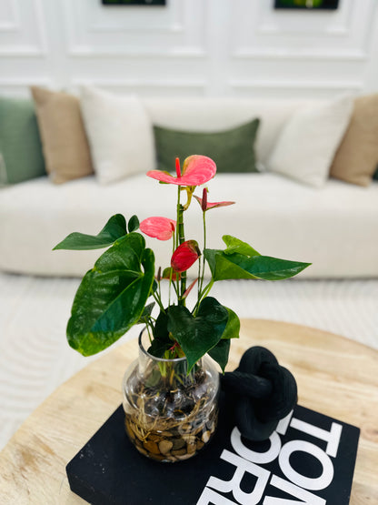 Secret Desire (Anthurium)