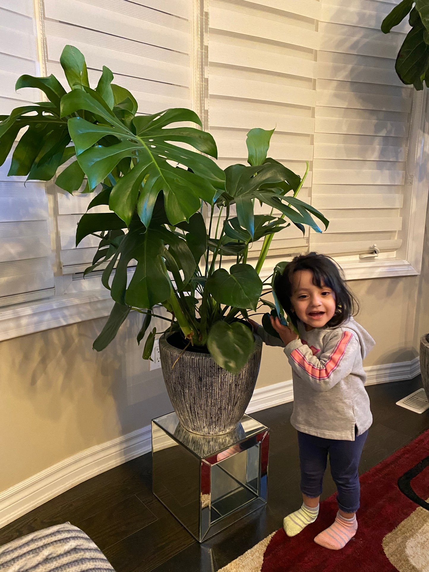Monstera Deliciosa