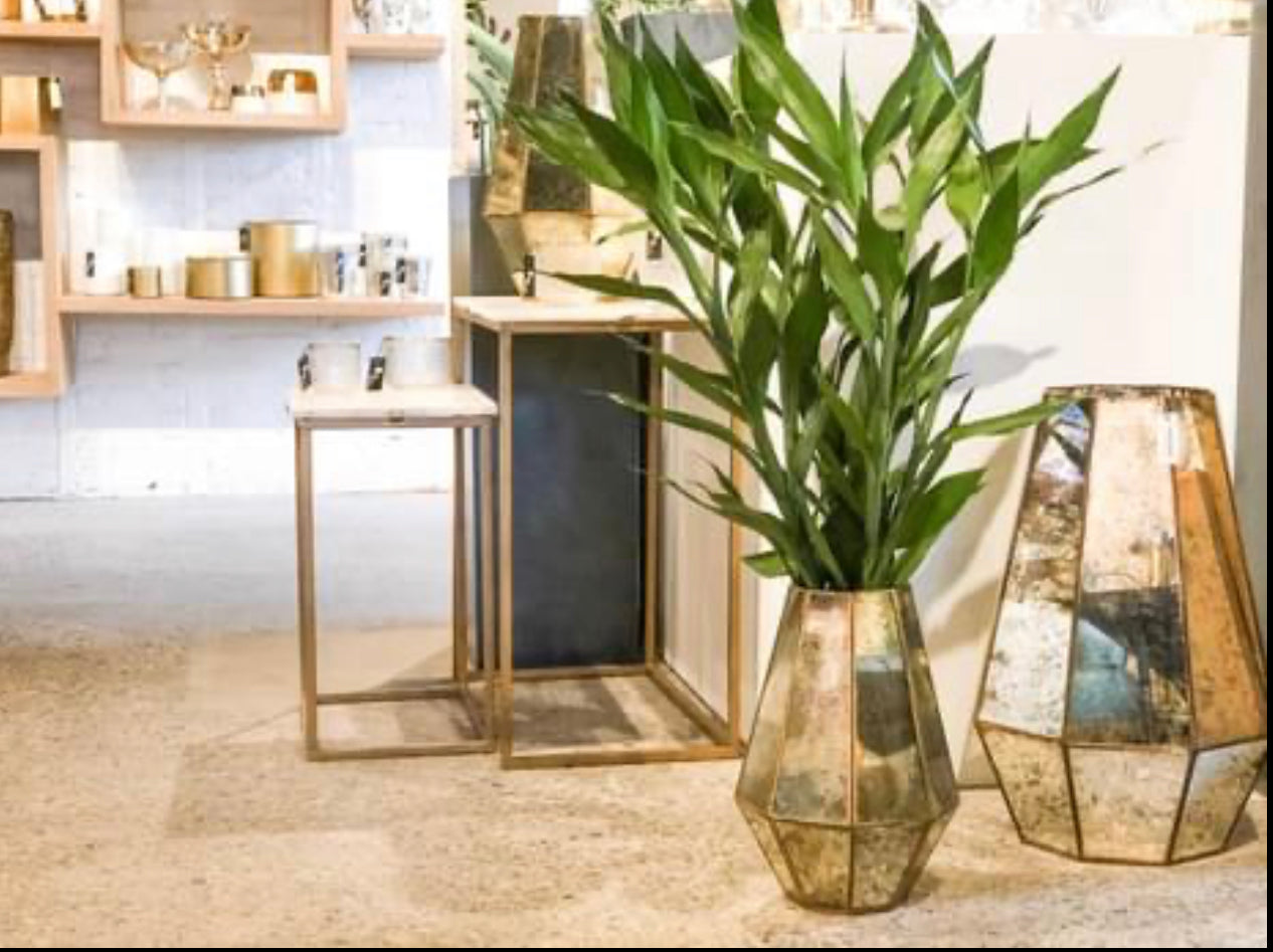 3 Feet Lucky Bamboo Plant with Big Leaves Bundle of 3 – Indoor Live Plant