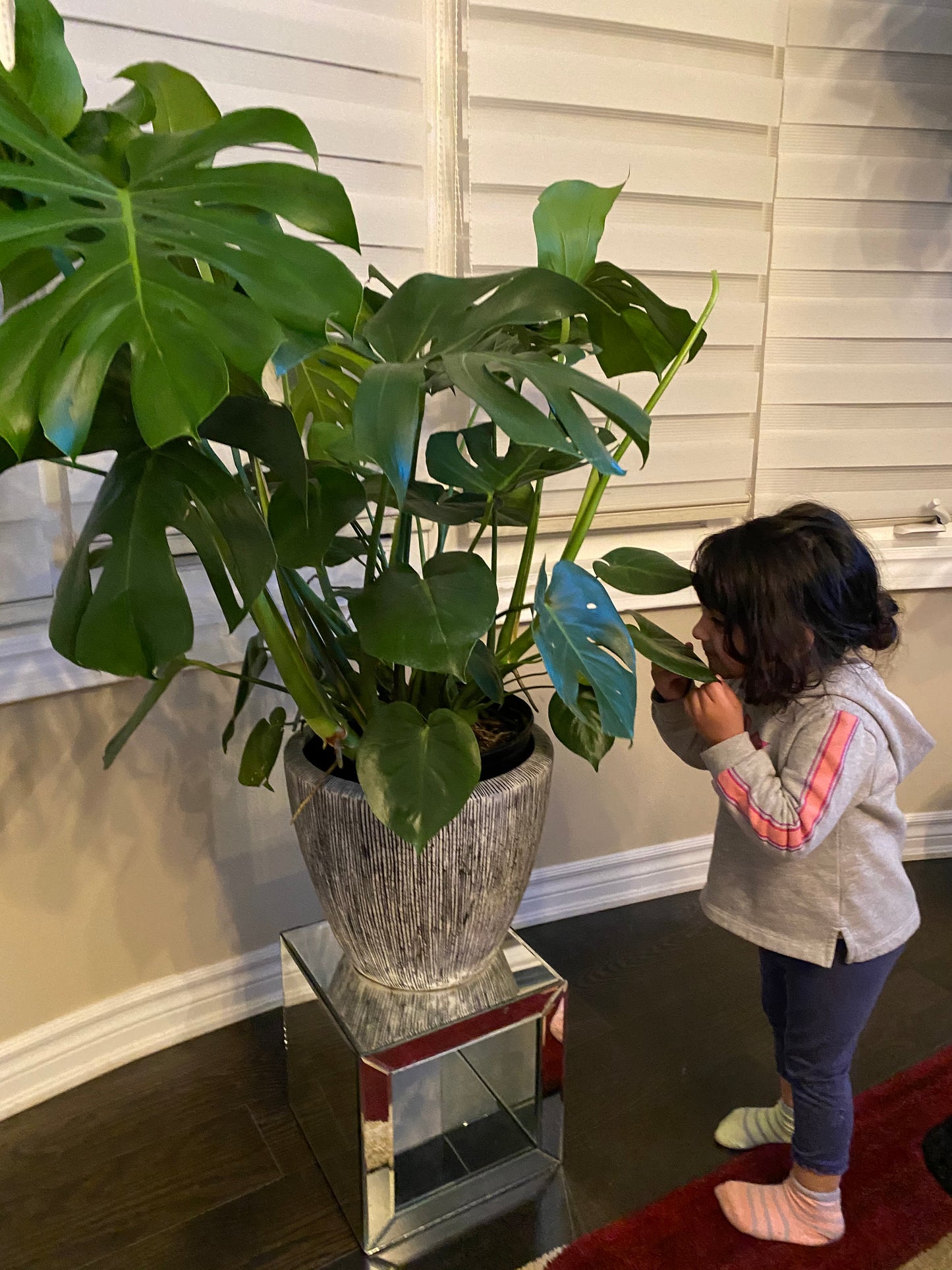 Monstera Deliciosa