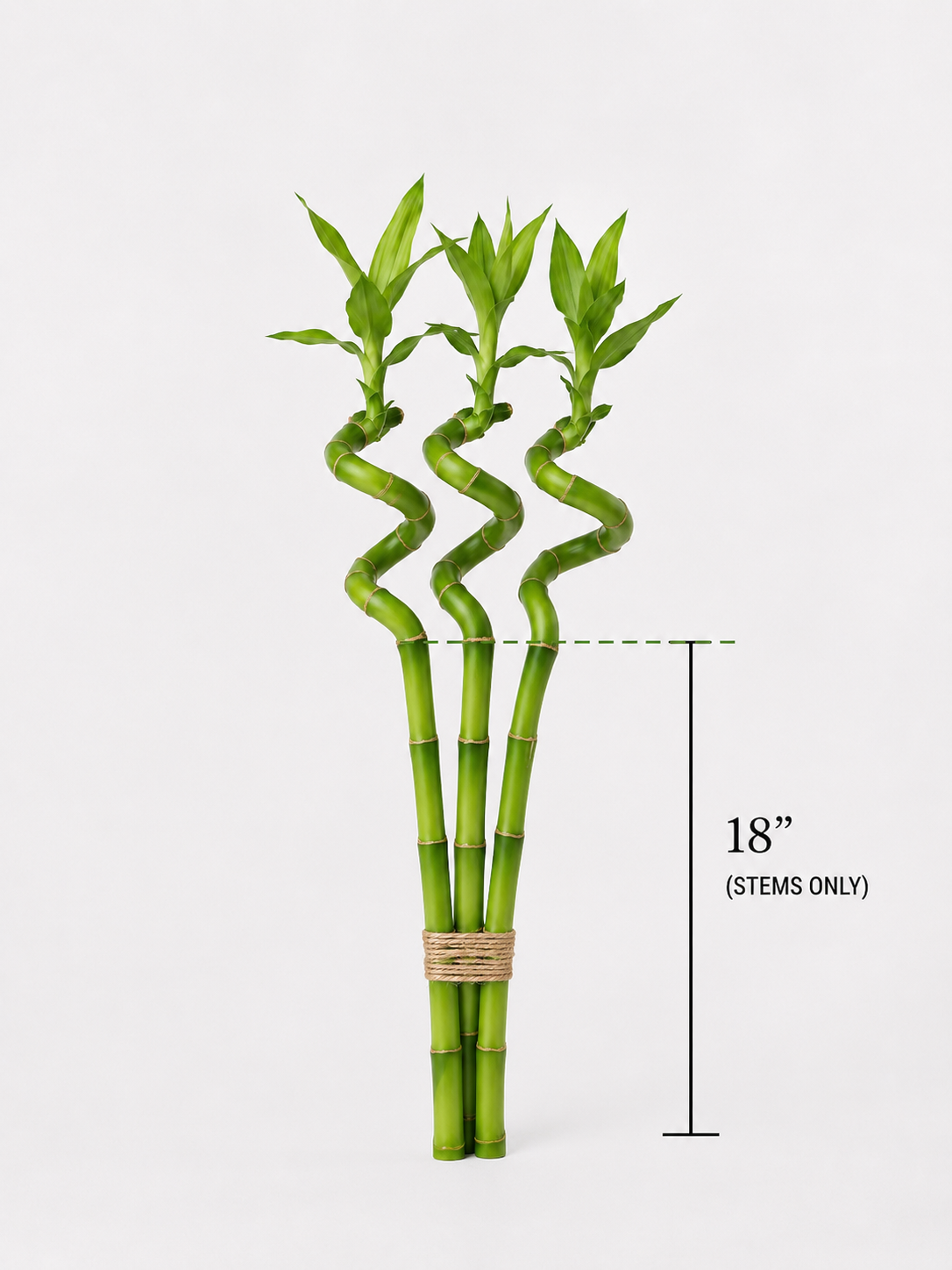 Feng Shui Spiral Lucky Bamboo Plants Bundle Of Three in 8", 12", 18" & 24" Sizes | Indoor Bamboo Décor
