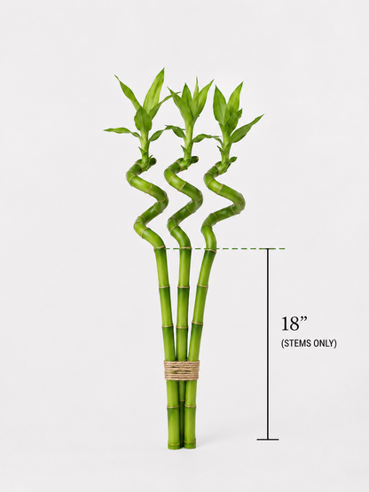 Feng Shui Spiral Lucky Bamboo Plants Bundle Of Three in 8", 12", 18" & 24" Sizes | Indoor Bamboo Décor