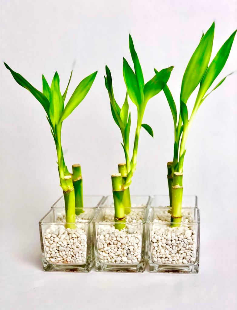 Event/Wedding Favour