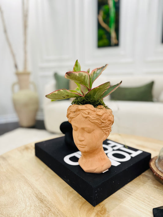 Roman Lady Head Planter with Live Plant | Decorative Face Pot Indoor Succulent Planter