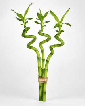 Lucky Bamboo – Spiral Bundle of Three