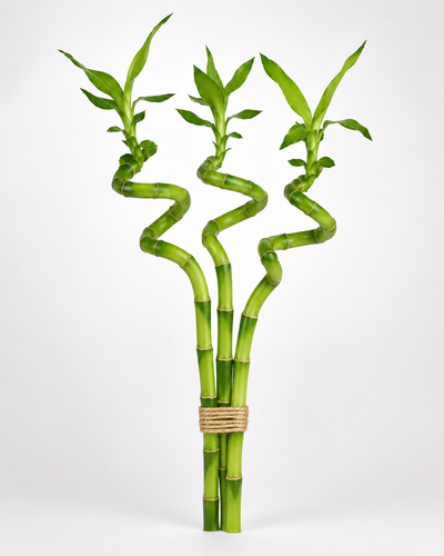 Lucky Bamboo – Spiral Bundle of Three