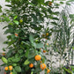 Citrus Calamondin (Philipino Lime)