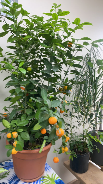 Citrus Calamondin (Philipino Lime)