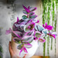 Tradescantia Nanouk in growing pot