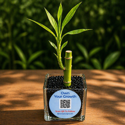 Customized Lucky Bamboo Corporate Gift | 2”x2” Square Glass Vase | Eco-Friendly Event Favor
